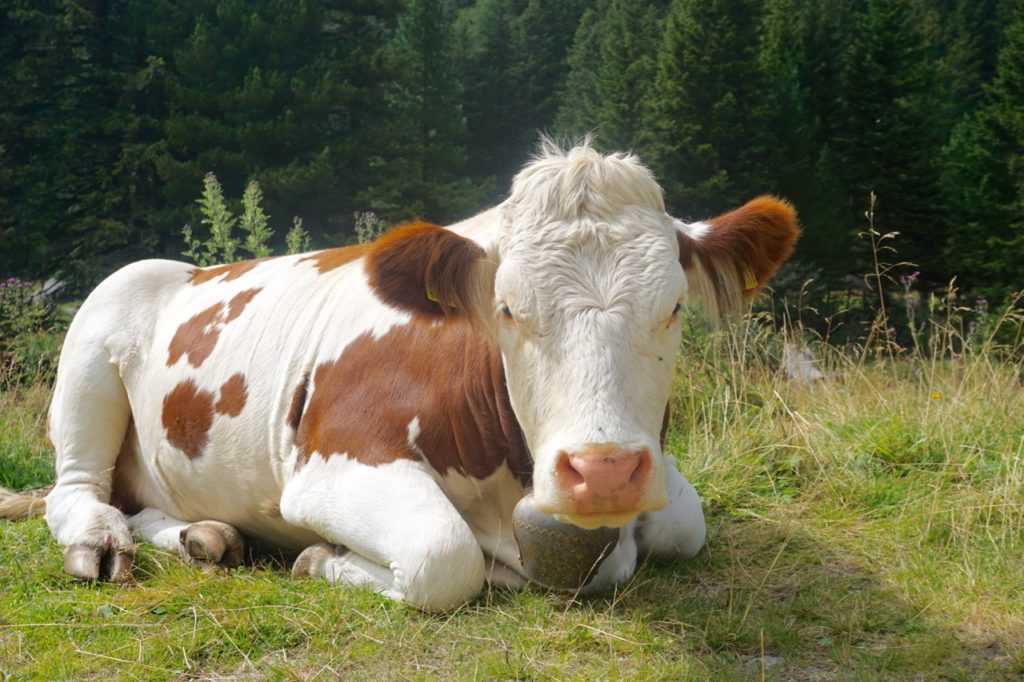 Durchaus fotogen aber wenig freundlich 